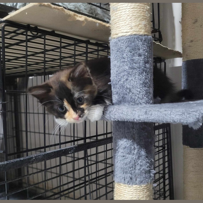 Photo of Mercy *9 Lives Project Rescue*