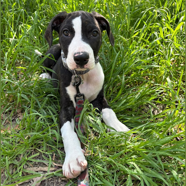 Photo of Buttercup