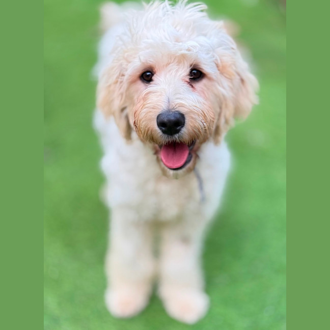 Photo of Harper