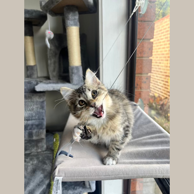 Photo of Root Beer Float