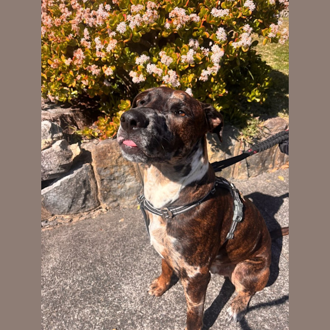 Photo of Barney