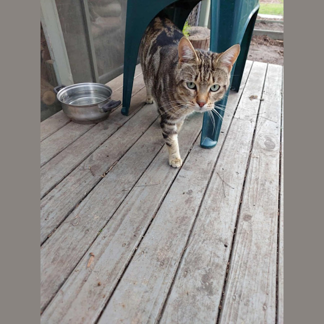 Photo of Mr Tabby Pants