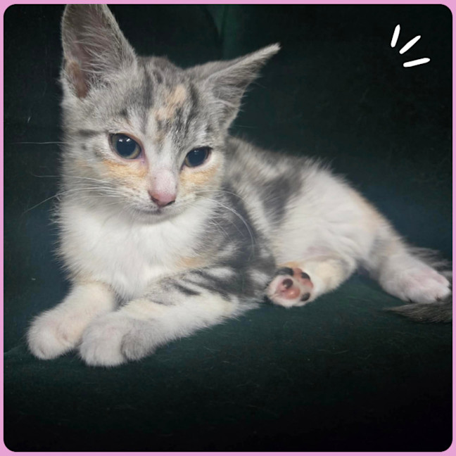 Photo of Sooki
