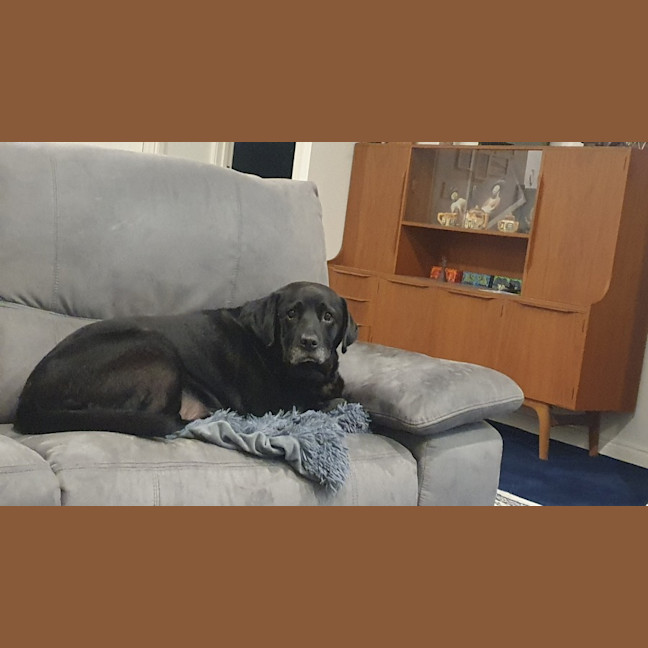 Photo of Bailey