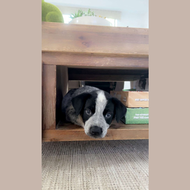 Photo of Ralphie (Now Dexter)