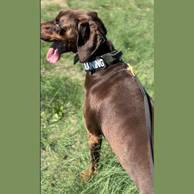 Photo of Ms E Von Dobermann
