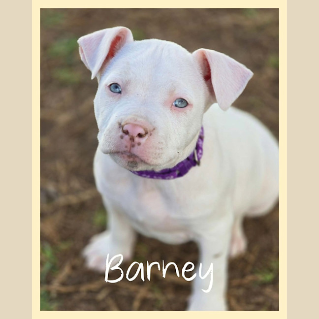Photo of Barney