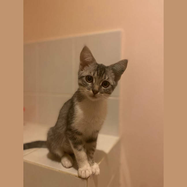 Photo of Amber / Ash