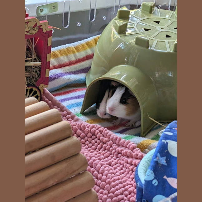 Photo of Robby & Abbot