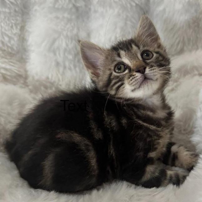 Photo of 12795   Justice