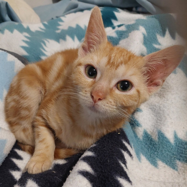 Photo of Marigold