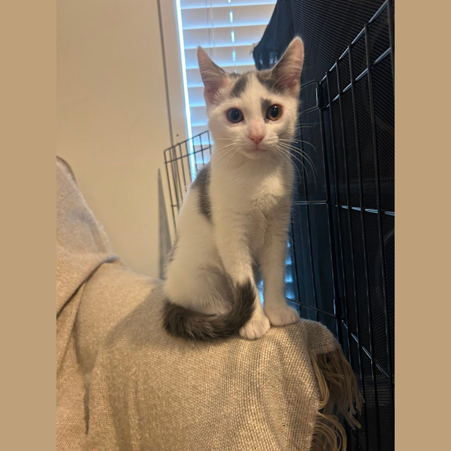 Photo of Rumi And Mira