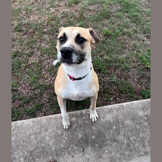 Photo of Rex