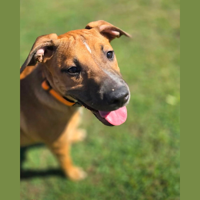 Photo of Maple