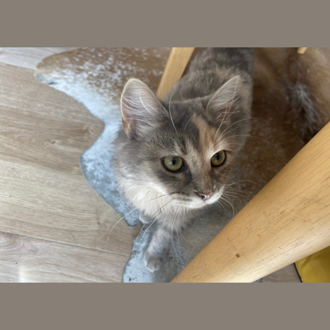 Photo of Pumpkin 
