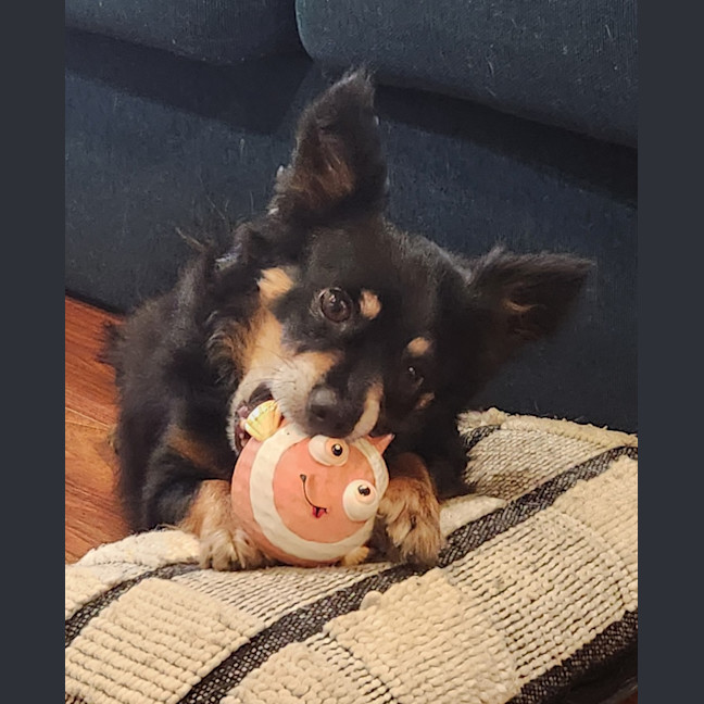 Photo of Elvis   7 Year Old Pomeranian X Chihuahua