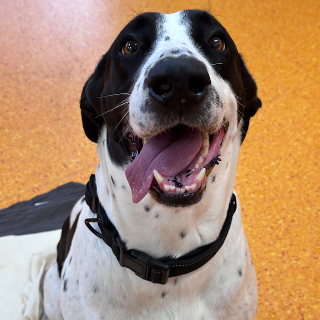 Photo of Harley