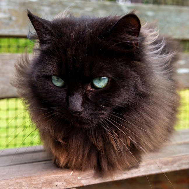 Photo of Ebony & Ivory