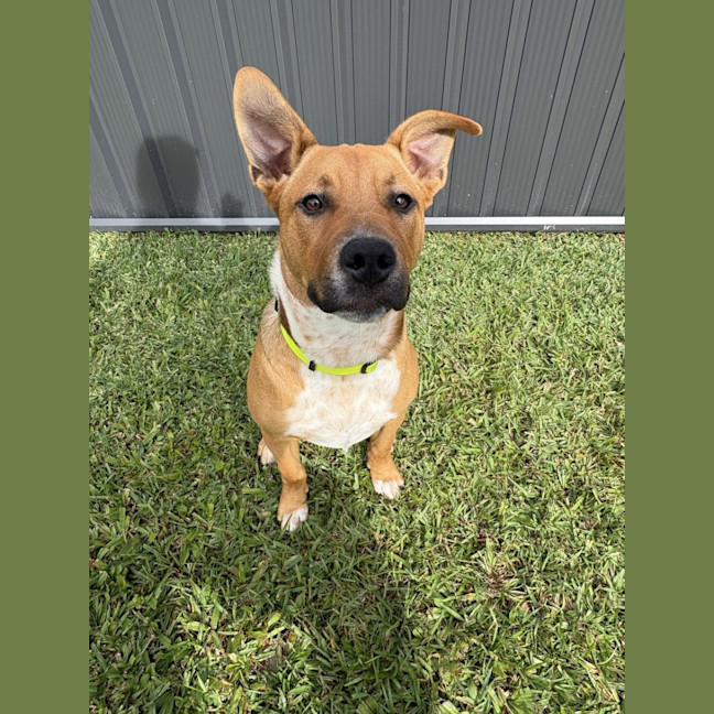Photo of Tyson