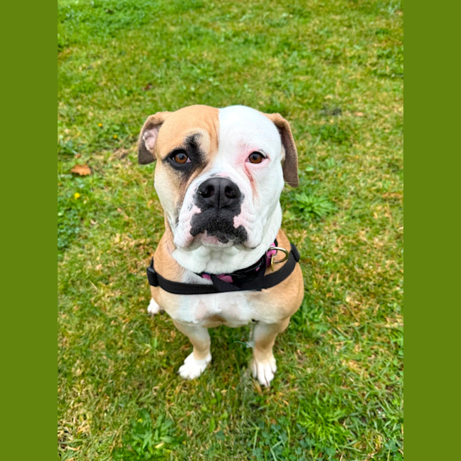 Photo of Harlow