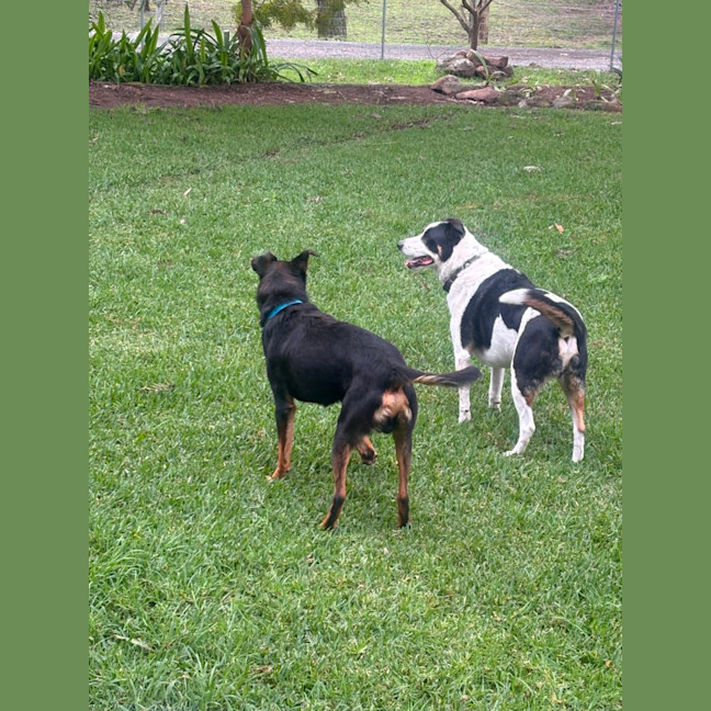 Photo of Buddy   9 Year Old Kelpie