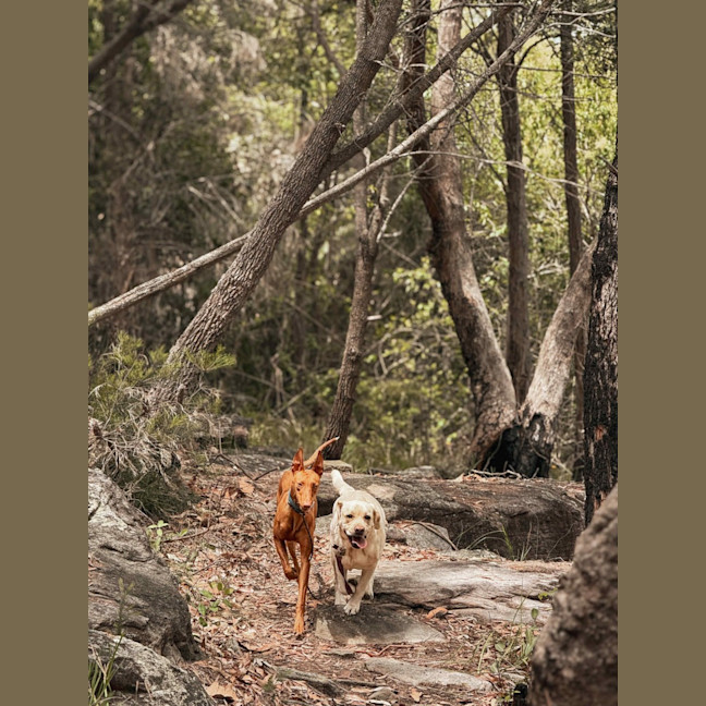 Photo of Buddy