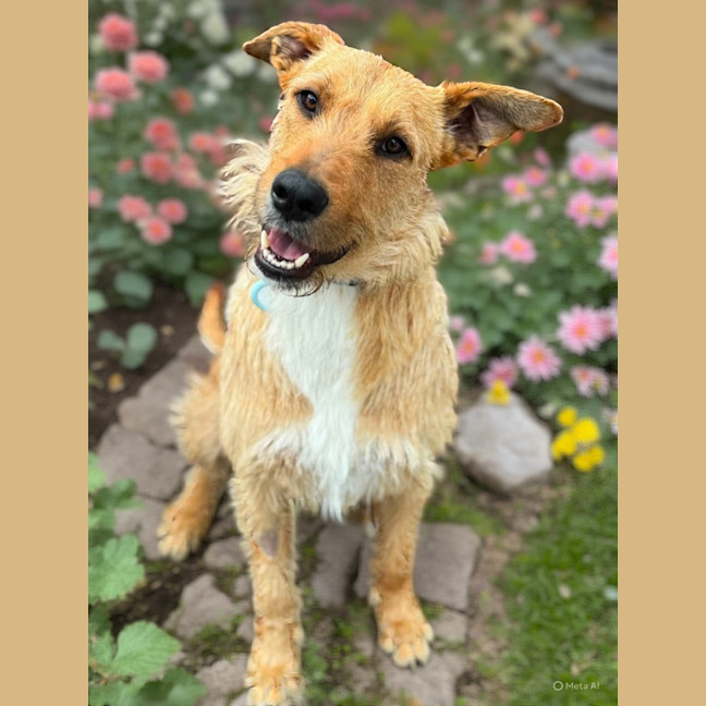 Photo of Fizzewig 
