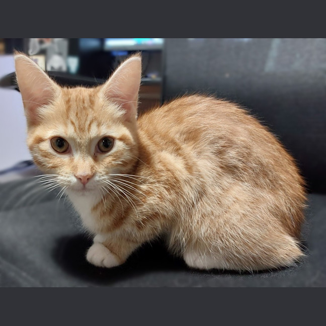 Photo of Maple Syrup