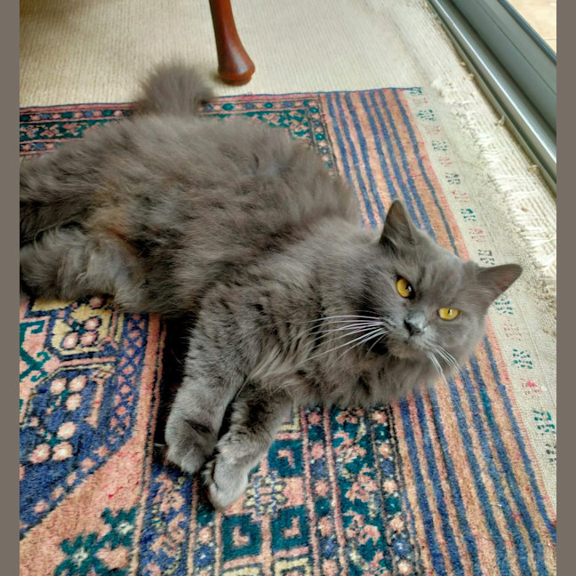 Photo of Willow
