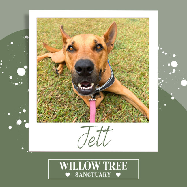 Photo of Jett
