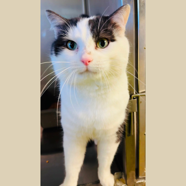 Photo of Captain Sushi