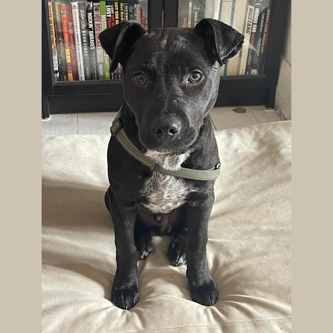 Photo of Graphite
