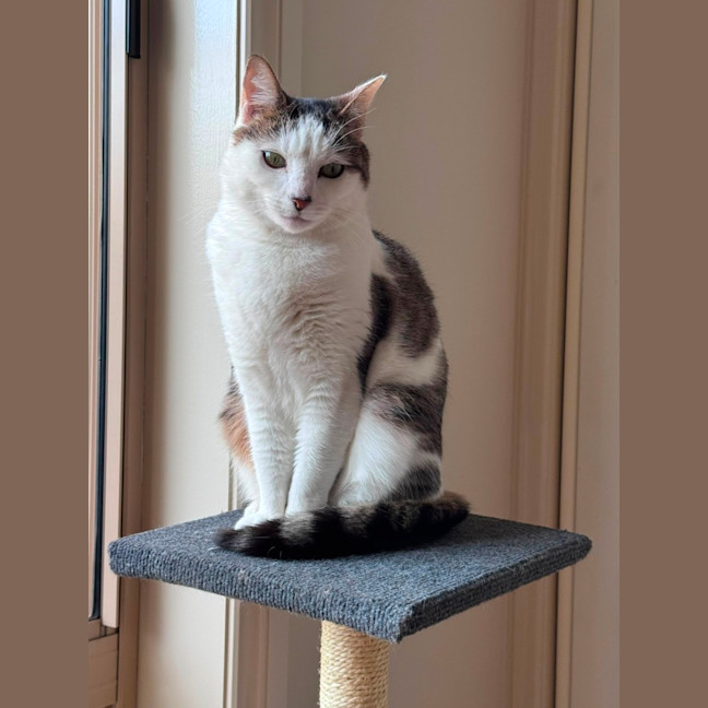 Photo of Clover