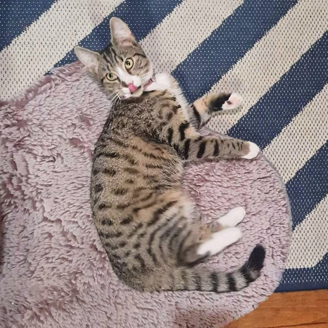 Photo of Octavia   Located In Fawkner