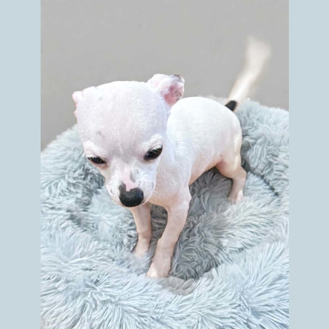 Photo of Polo