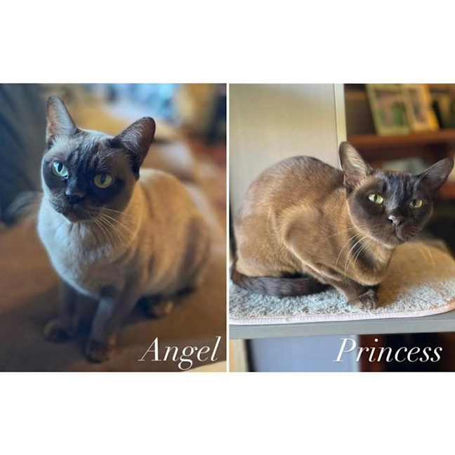 Photo of 12118 & 12119   Angel & Princess