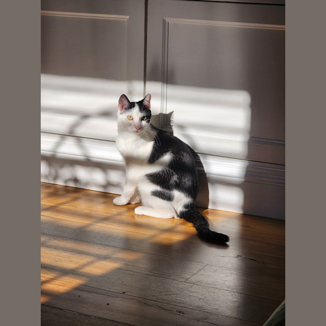 Photo of Haloumi