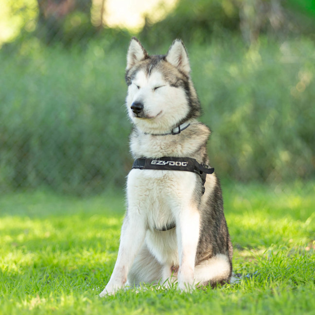 Photo of Atlas