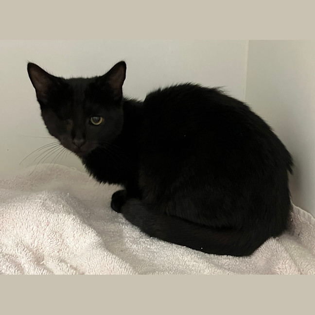 Photo of Fig
