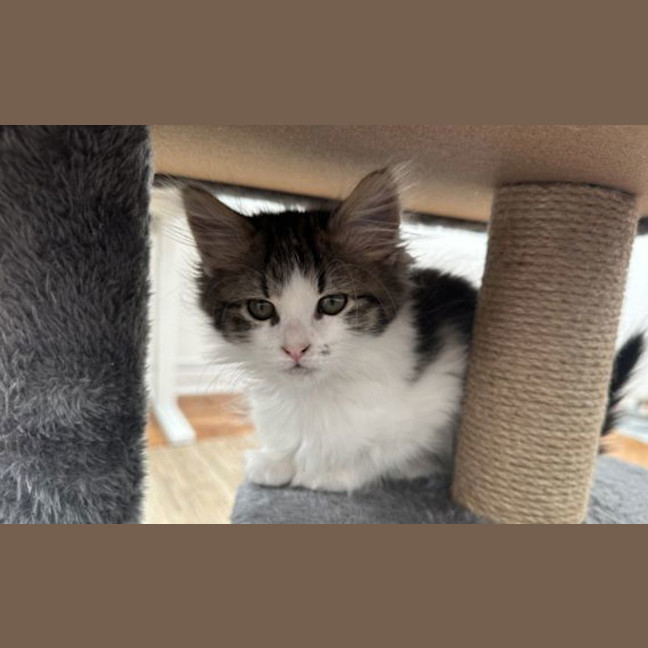 Photo of Pancake
