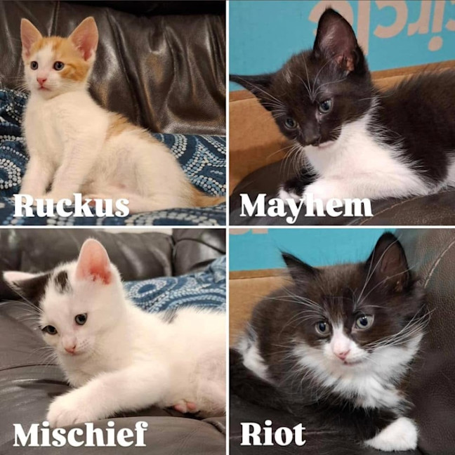 Photo of 11865/6/7/8   Riot, Ruckus, Mayhem & Mischief