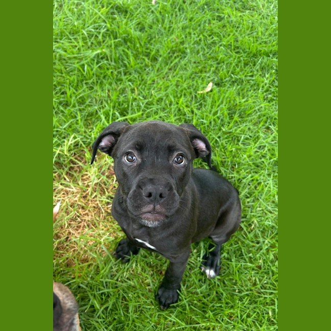 Photo of Kali