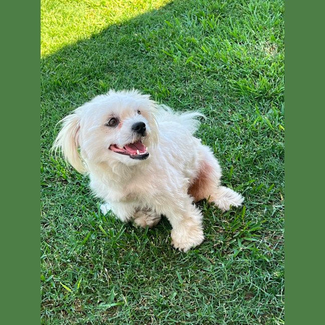 Photo of Alexander   1 Year Old Maltese X