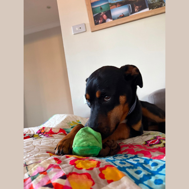 Photo of Bruiser   4 Month Old Kelpie