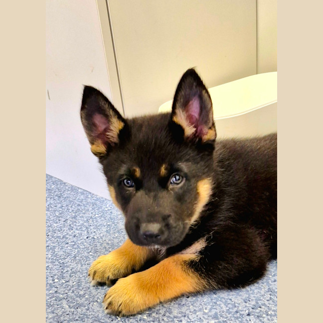 Photo of D1041 Felix