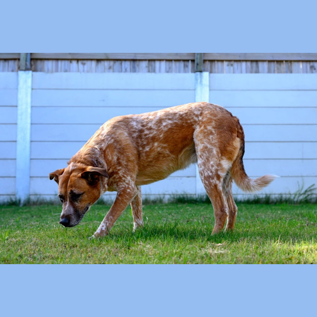 Photo of Dot