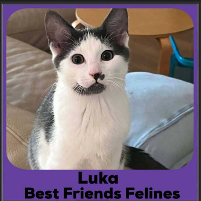 Photo of Luka 