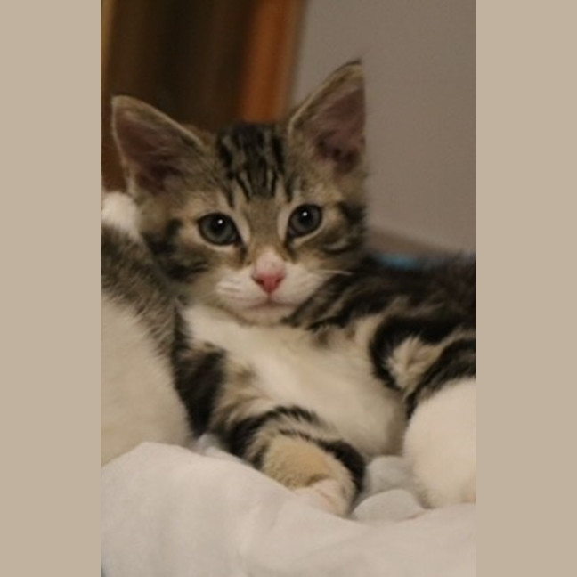 Photo of Pip