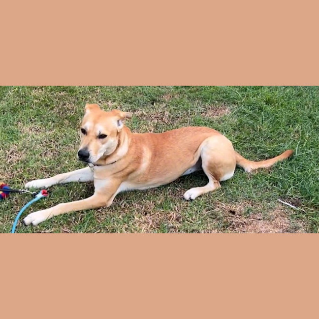 Photo of Kelly   15 Month Old Ridgeback X