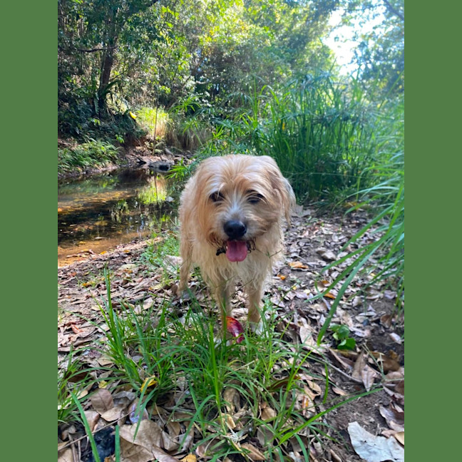 Photo of Koda
